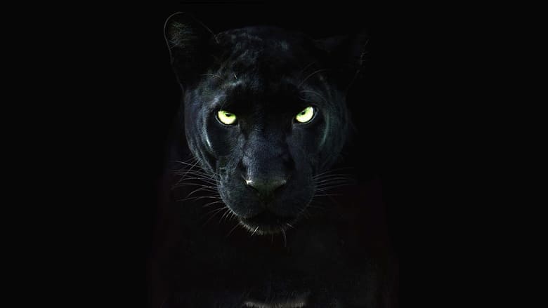 Nonton Film The Real Black Panther (2020) Subtitle Indonesia - Filmapik