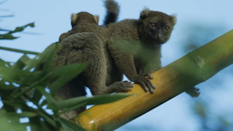 Nonton Film Madagascar: Africa’s Galapagos (2019) Subtitle Indonesia - Filmapik