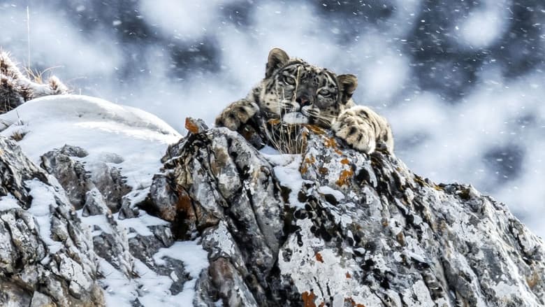 Nonton Film The Frozen Kingdom of the Snow Leopard (2020) Subtitle Indonesia - Filmapik
