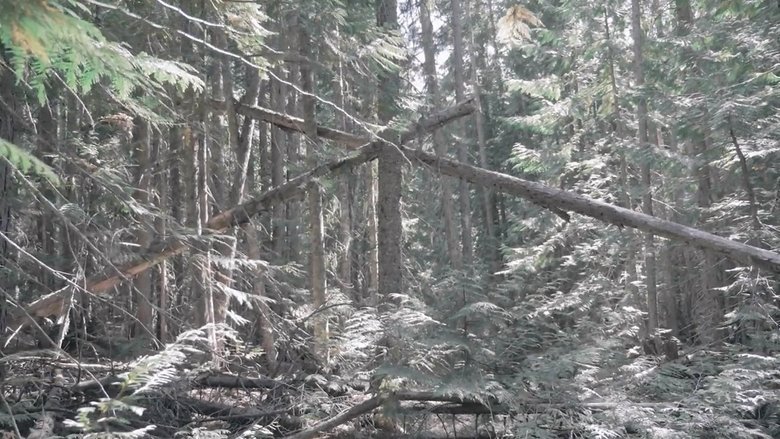 Nonton Film Bigfoot Encounters in the Pacific Northwest (2021) Subtitle Indonesia - Filmapik