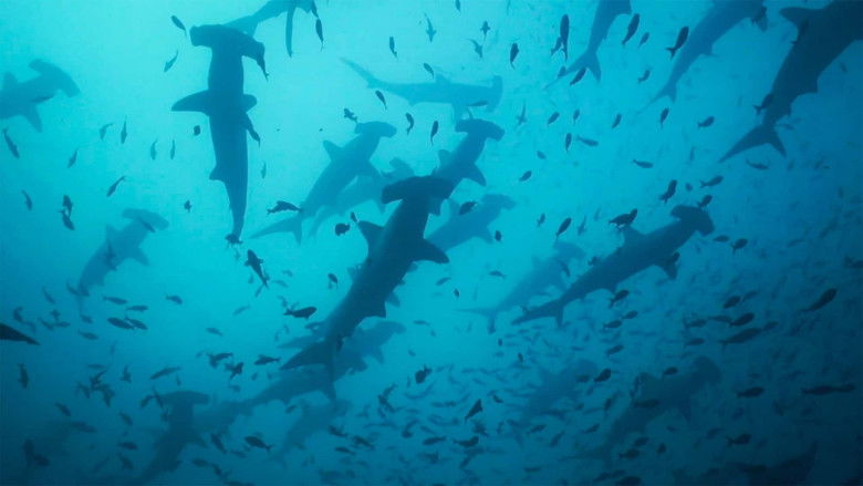 Nonton Film Migrations: The Big Swim (2020) Subtitle Indonesia - Filmapik