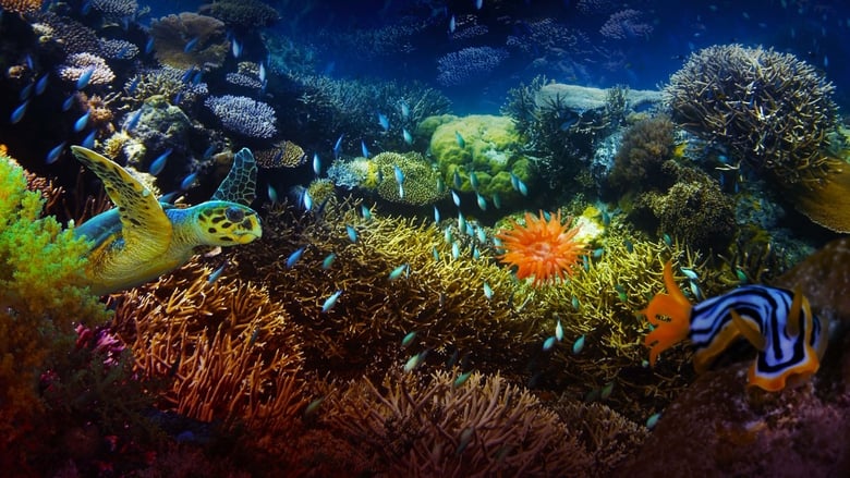 Nonton Film The Last Reef (2012) Subtitle Indonesia - Filmapik