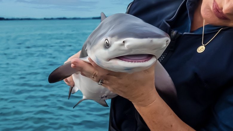 Nonton Film Baby Sharks (2022) Subtitle Indonesia - Kudaliar89