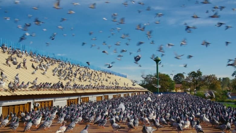 Nonton Film Million Dollar Pigeons (2022) Subtitle Indonesia - Filmapik
