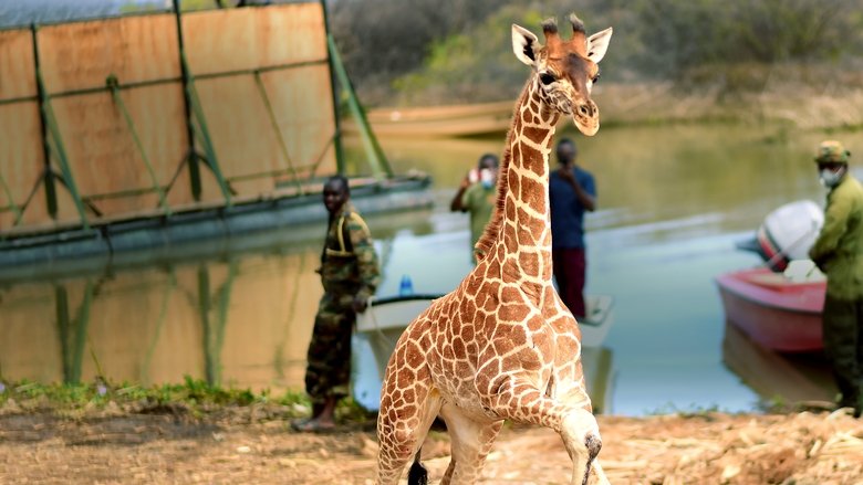 Nonton Film Saving Giraffes: The Long Journey Home (2022) Subtitle Indonesia - Kudaliar89