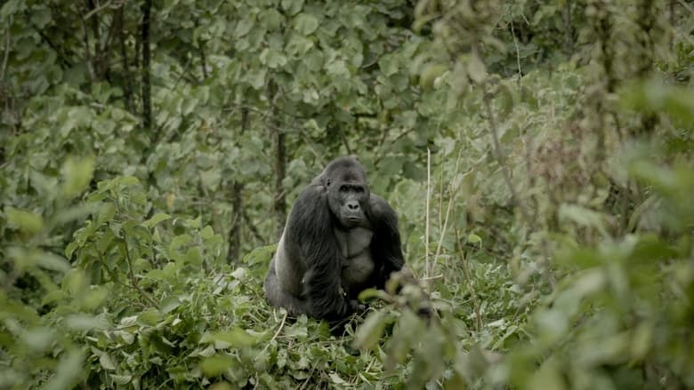 Nonton Film Silverback (2024) Subtitle Indonesia - Filmapik