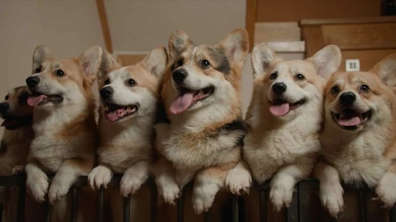 Nonton Film Us, Our Pets and the War (2024) Subtitle Indonesia - Filmapik