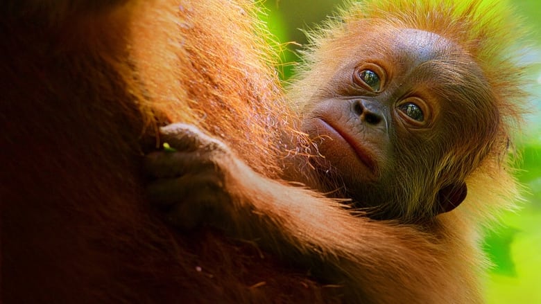 Nonton Film Secret Lives of Orangutans (2024) Subtitle Indonesia - Filmapik