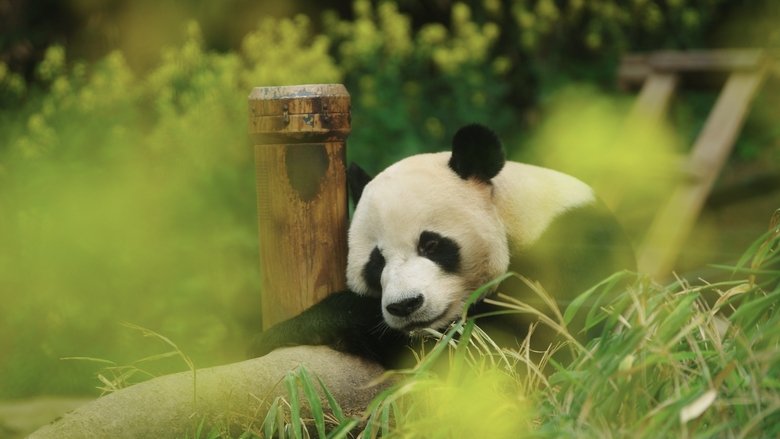 Nonton Film My Dearest Fu Bao (2024) Subtitle Indonesia - Kudaliar89