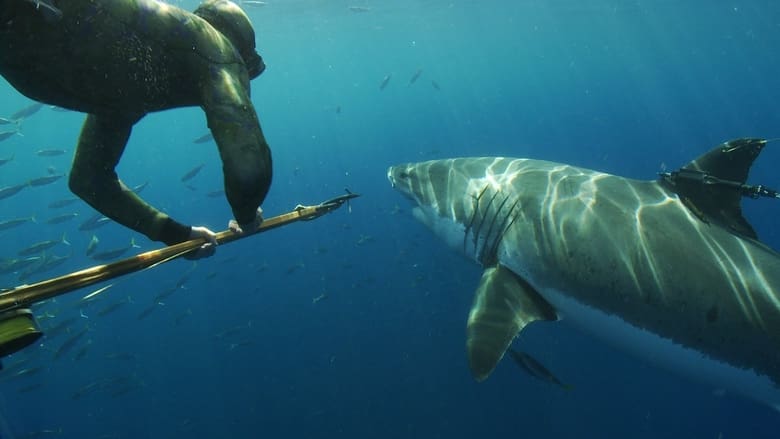 Nonton Film Great White Shark: Beyond the Cage of Fear (2013) Subtitle Indonesia - Filmapik