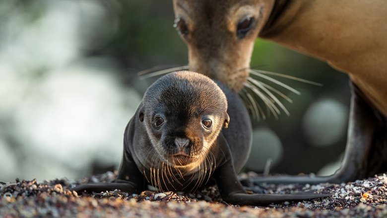 Nonton Film Sea Lions of the Galapagos (2025) Subtitle Indonesia - Filmapik