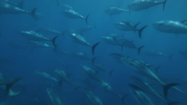 Nonton Film Superfish Bluefin Tuna (2012) Subtitle Indonesia - Filmapik