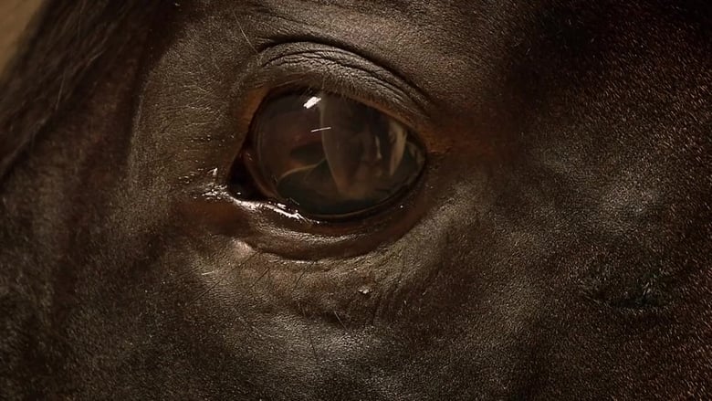 Nonton Film Orphan Horse (2018) Subtitle Indonesia - Filmapik