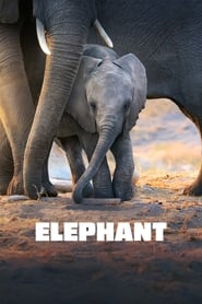 Nonton Film Elephant (2020) Subtitle Indonesia