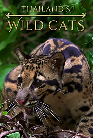 Nonton Film Thailand”s Wild Cats (2021) Subtitle Indonesia