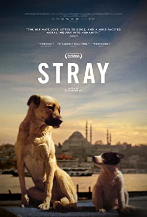 Nonton Film Stray (2020) Subtitle Indonesia Filmapik