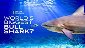 World’s Biggest Bull Shark (2021)