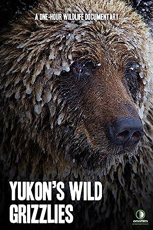 Nonton Film Yukon’s Wild Grizzlies (2021) Subtitle Indonesia