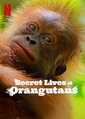 Nonton Film Secret Lives of Orangutans (2024) Subtitle Indonesia