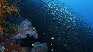 Nonton Film Wild Window: Bejeweled Fishes (2016) Subtitle Indonesia Filmapik