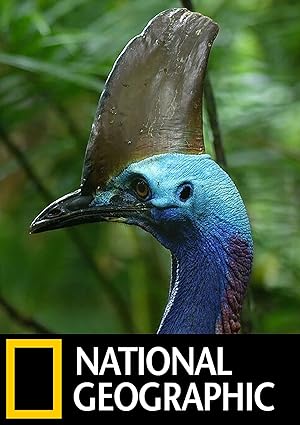Dino Bird (2017)