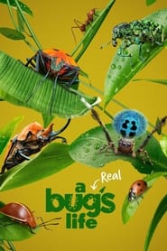 A Real Bug’s Life (2024)