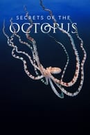 Nonton Secrets of the Octopus (2024) Subtitle Indonesia